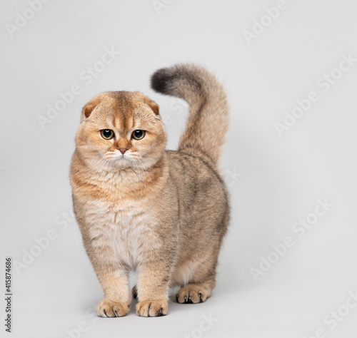 Beautiful Scottish Fold Cat