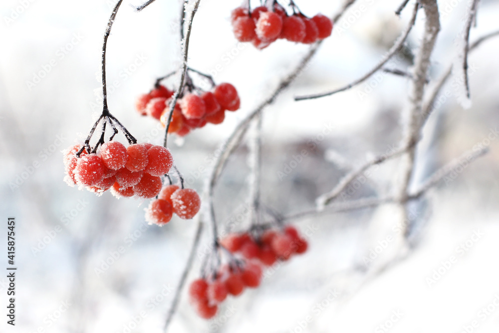 Winter frozen viburnum under the snow. Viburnum in the snow. Red berries. Wonderful winter. Hoarfrost Winter frozen viburnum under the snow. Viburnum in the snow. Red berries. Wonderful winter. Hoarfrost