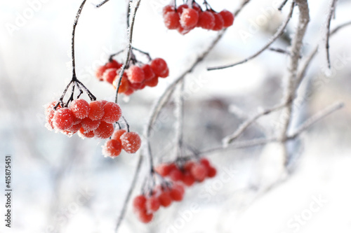 Winter frozen viburnum under the snow. Viburnum in the snow. Red berries. Wonderful winter. Hoarfrost