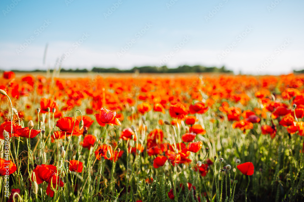 Field of bright red corn poppy flowers in summer. Selective focus.