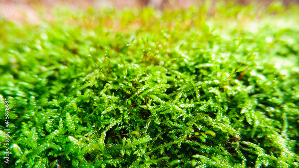 Natural background. Green moss texture close-up with shallow depth of field. Sunlight. Natural background. Green moss texture close-up with shallow depth of field. Sunlight.