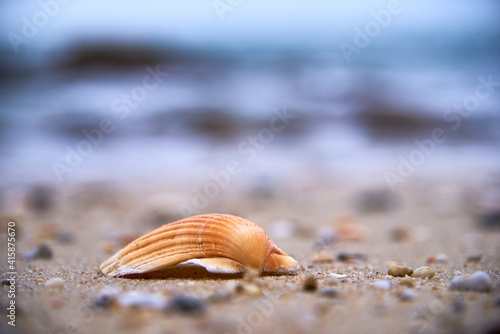 Jakobsmuschel im Sand am Strand