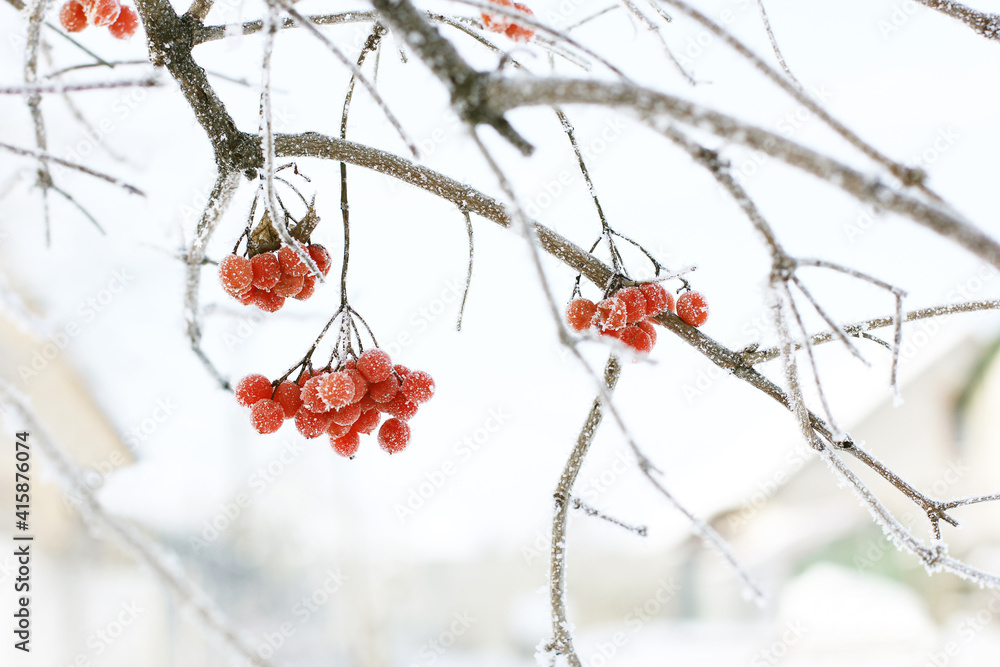 Winter frozen viburnum under the snow. Viburnum in the snow. Red berries. Wonderful winter. Hoarfrost Winter frozen viburnum under the snow. Viburnum in the snow. Red berries. Wonderful winter. Hoarfrost