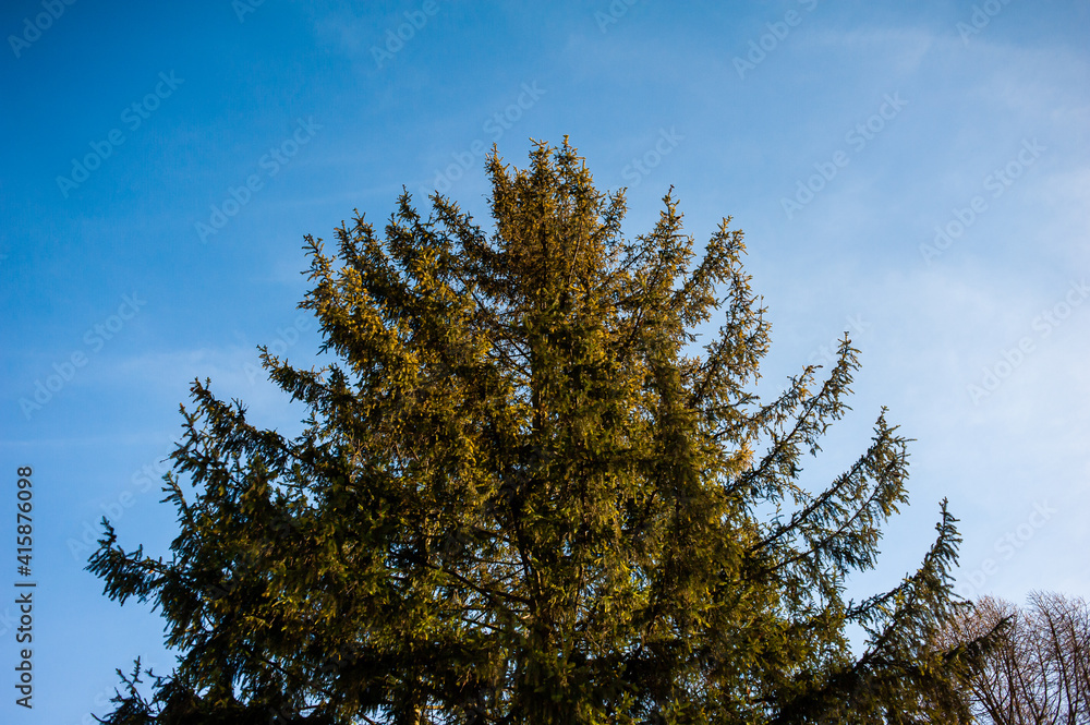 Obraz premium trees against sky