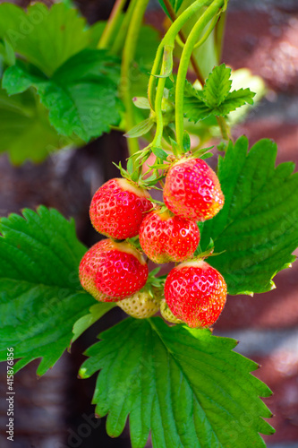 Pink strawberry fruits hanging on plant oin garden