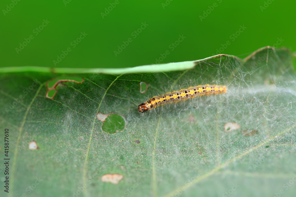 A Lepidoptera larva in nature, North China A Lepidoptera larva in nature, North China