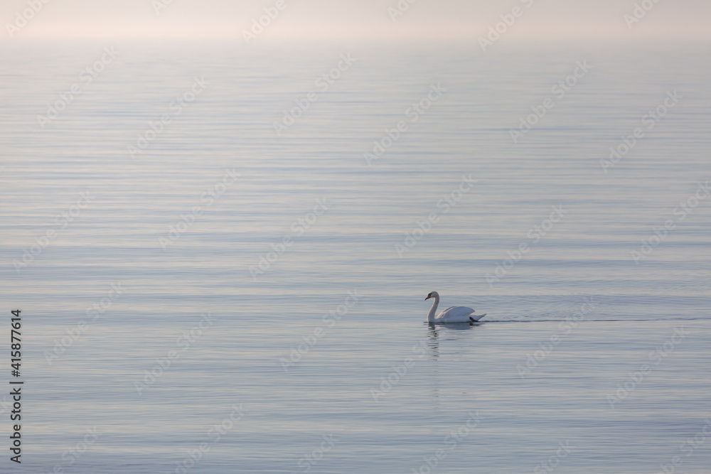 Swan a early calm morning Swan a early calm morning