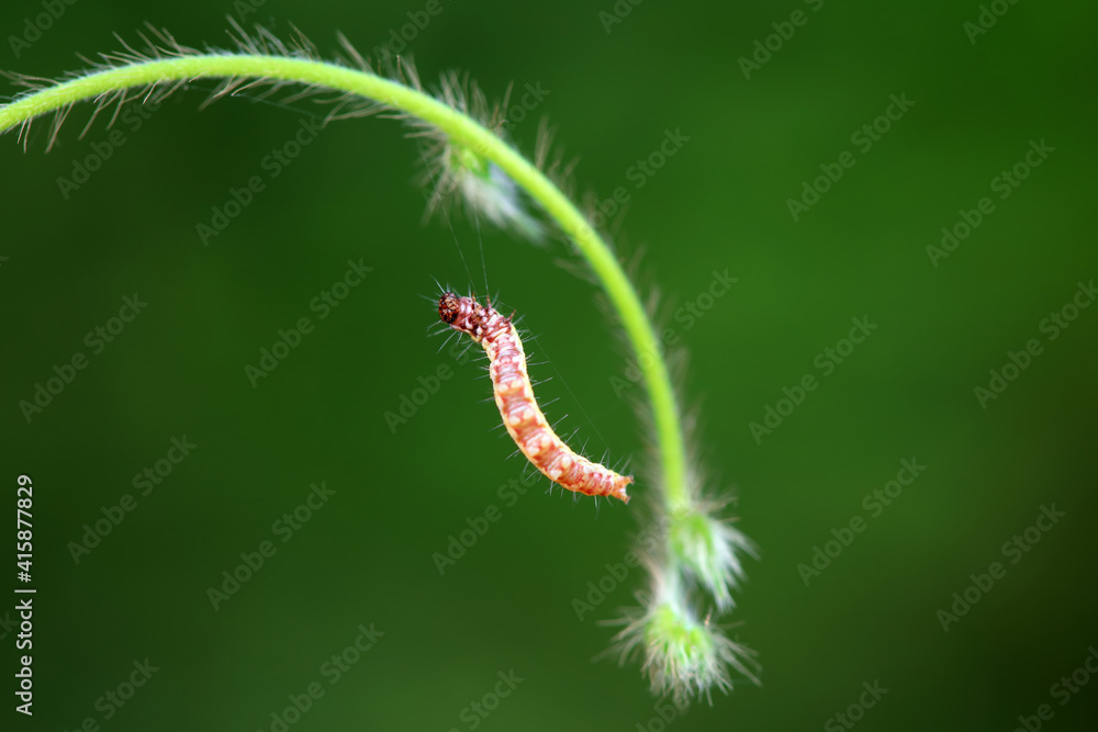 A Lepidoptera larva in nature, North China A Lepidoptera larva in nature, North China