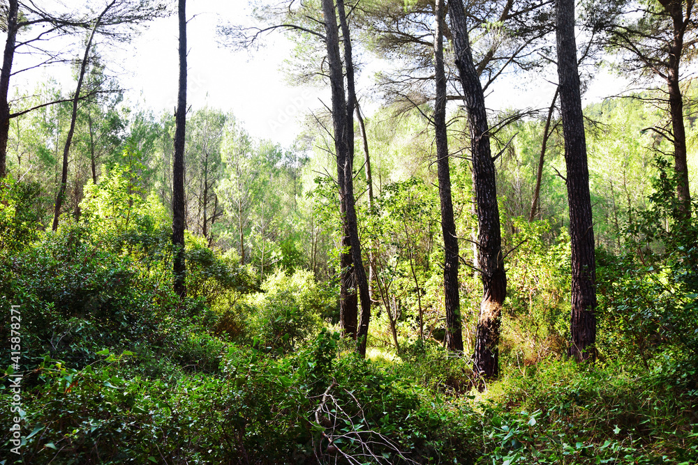 Fototapeta premium The mediterranean evergreen hard-leaved forest