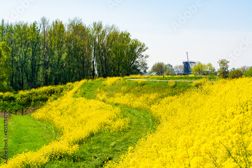 Spring nature landscape with yellow blossom of rapeseed plants in Betuwe, Gelderland, Netherlands