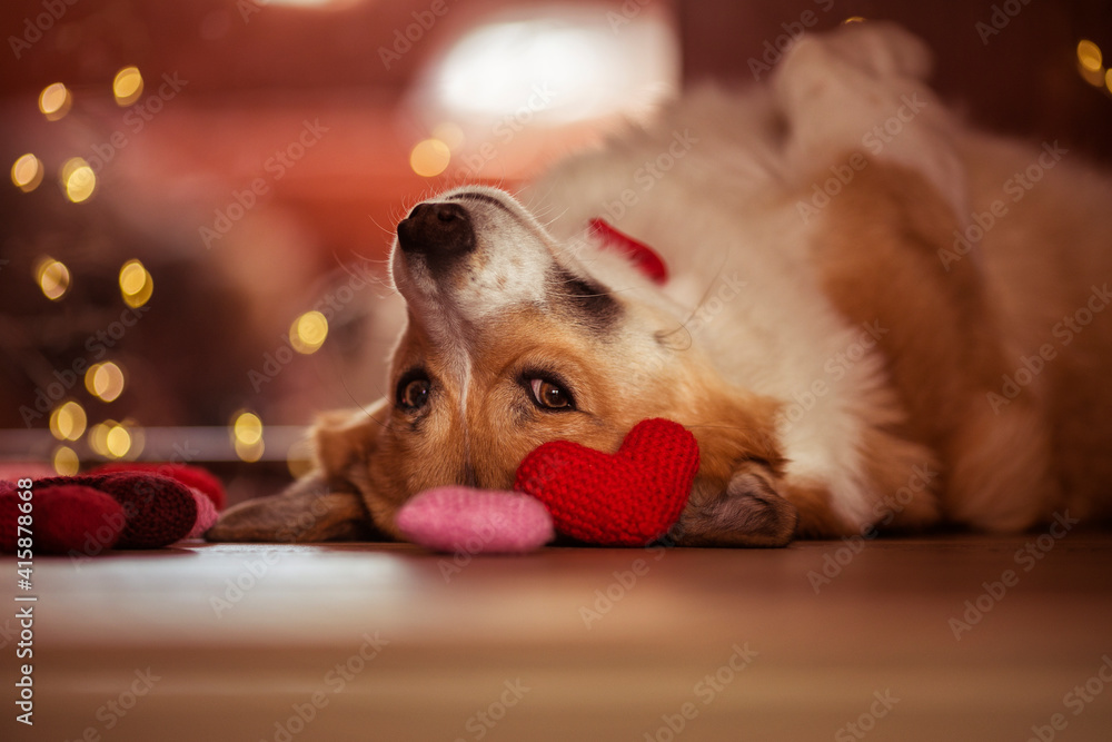 cute portrait of a corgi dog lying on the floor among the scarlet and pink hearts and smiling contentedly - obrazy, fototapety, plakaty 