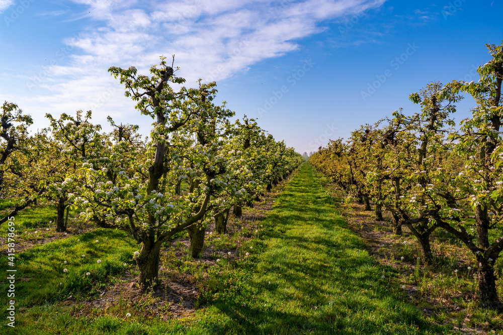 Rows with plum or pear trees with white blossom in springtime in farm orchards, Betuwe, Netherlands Rows with plum or pear trees with white blossom in springtime in farm orchards, Betuwe, Netherlands