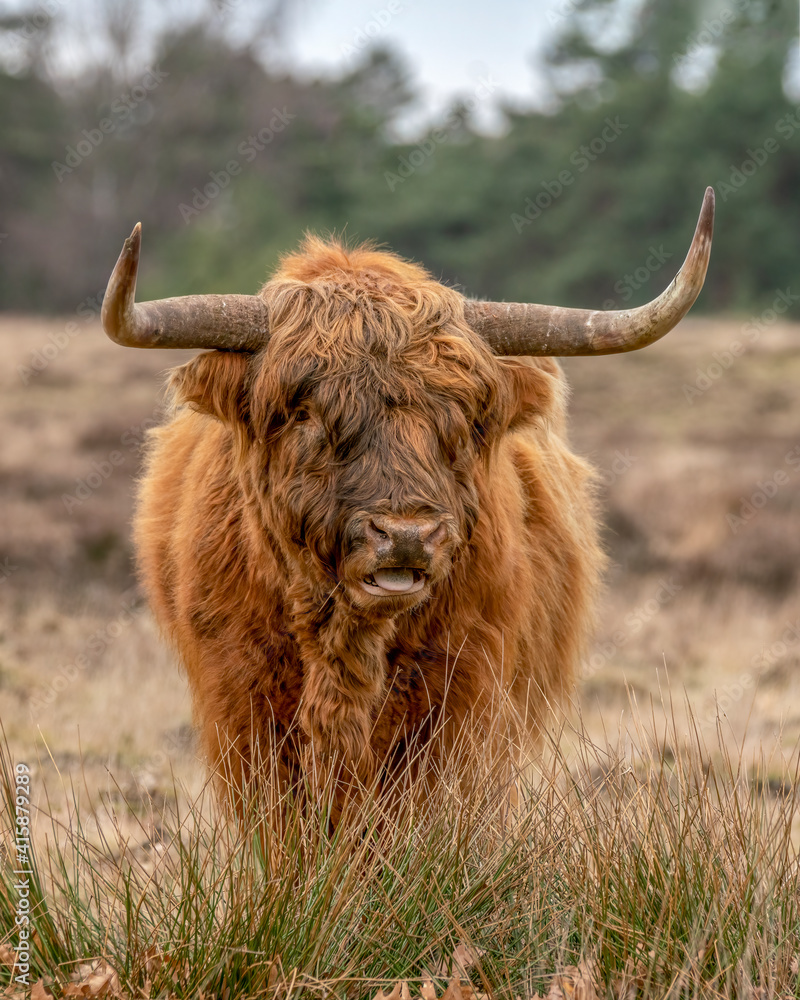 Portrait of a Highland cow cattle (Bos taurus taurus) grazing in field. Deelerwoud in the Netherlands. Scottish highlanders in a natural  landscape. A long haired type of domesticated cattle.