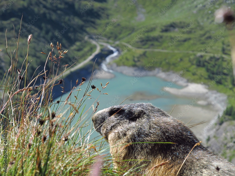 Fototapeta premium marmot in the mountains