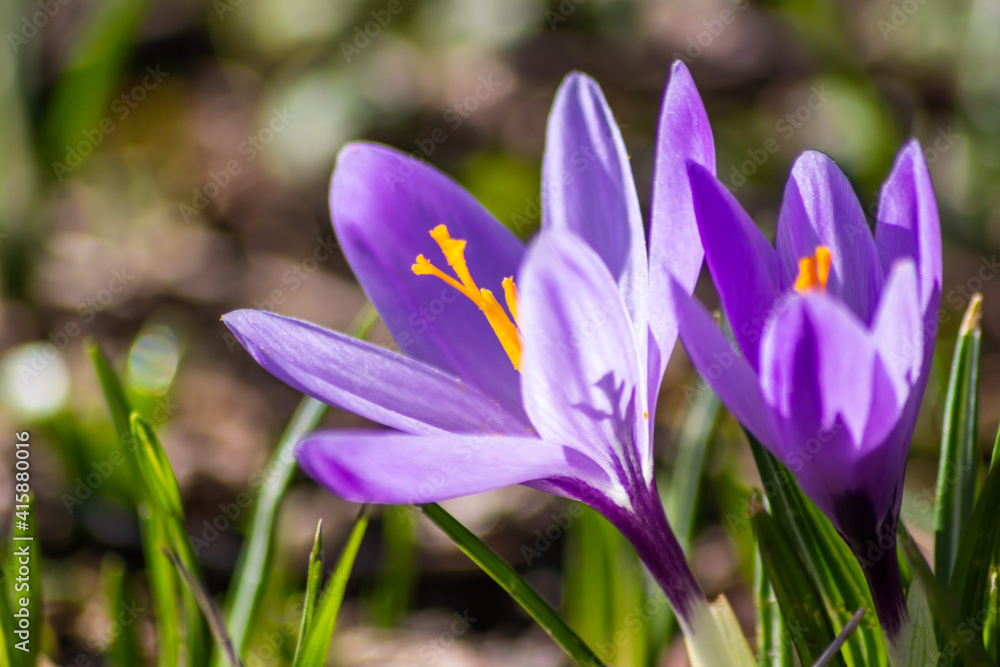 Beautiful crocus flower in spring backlight shows the bright side of spring and summer in flowery garden and shiny petals in front of a blurred background with yellow and purple petals Beautiful crocus flower in spring backlight shows the bright side of spring and summer in flowery garden and shiny petals in front of a blurred background with yellow and purple petals