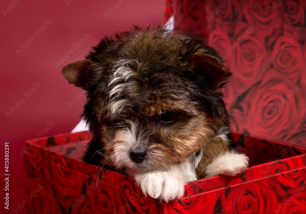 Nejlepsi Celkem 77 Obrazky Fotky A Vektorove Grafiky Ve Sluzbe Stock Pro Biewer Terrier Dog Adobe Stock Nejlepsi Celkem 77 Obrazky Fotky A Vektorove Grafiky Ve Sluzbe Stock Pro Biewer Terrier Dog Adobe Stock