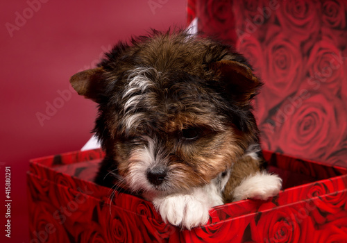  puppy biewer terrier dog sits in a box on a burgundy background.   © Jolanta