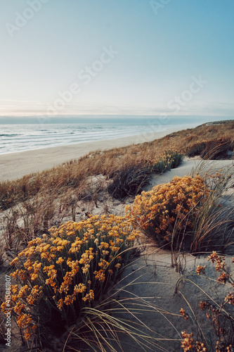 Beach at sunset, flowers photo