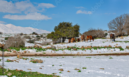 Horses at pasture in the snow