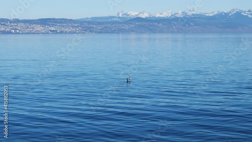 Un canard nage sur le lac Léman à St-Prex avec la chaîne des Alpes en hiver