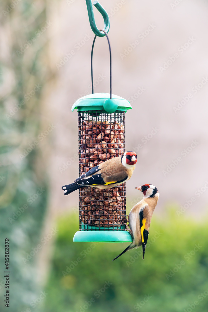 Two European goldfinch or simply the goldfinch (Carduelis carduelis) on  bird feeder with peanuts