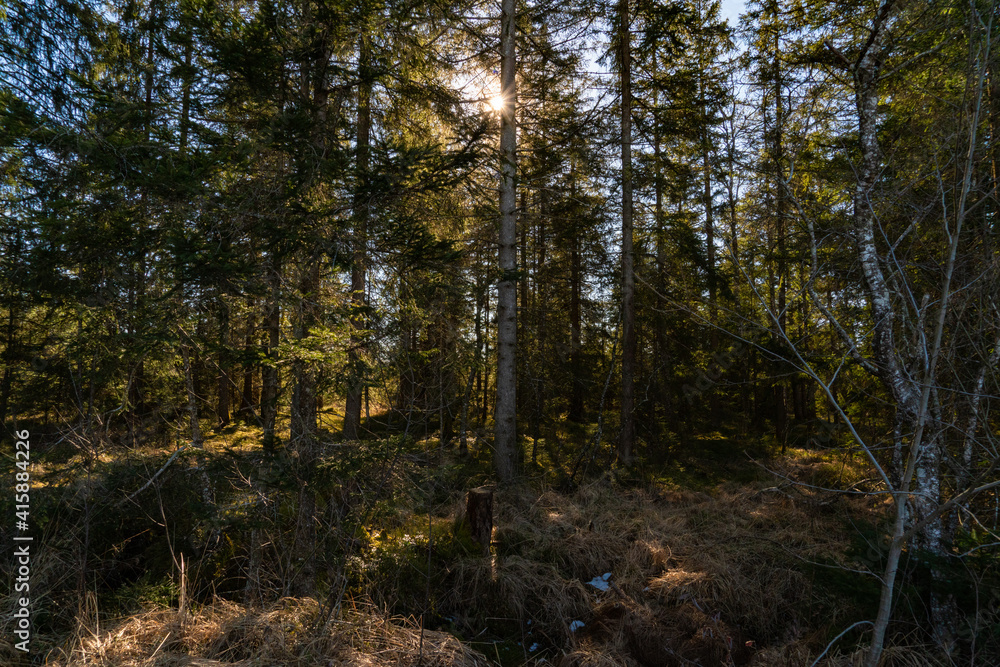 Fototapeta premium Waldweg