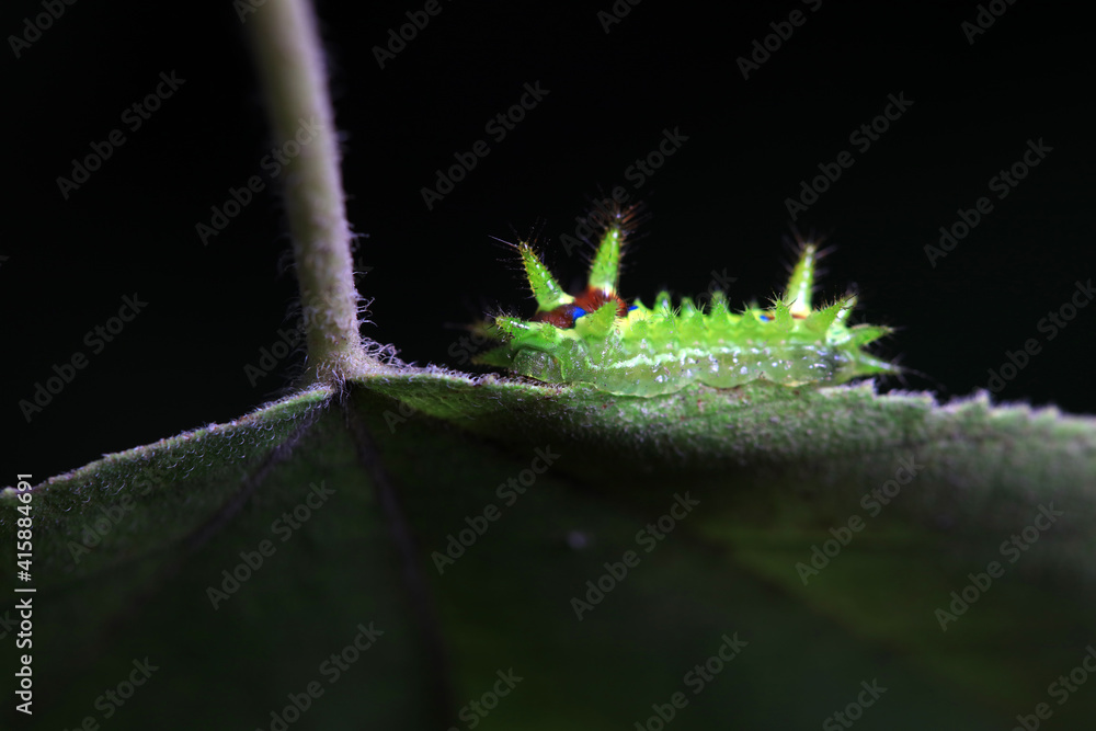The larvae of the moth on wild plants, North China The larvae of the moth on wild plants, North China