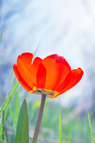 an open bud of a red tulip stretches into the sky from green grass