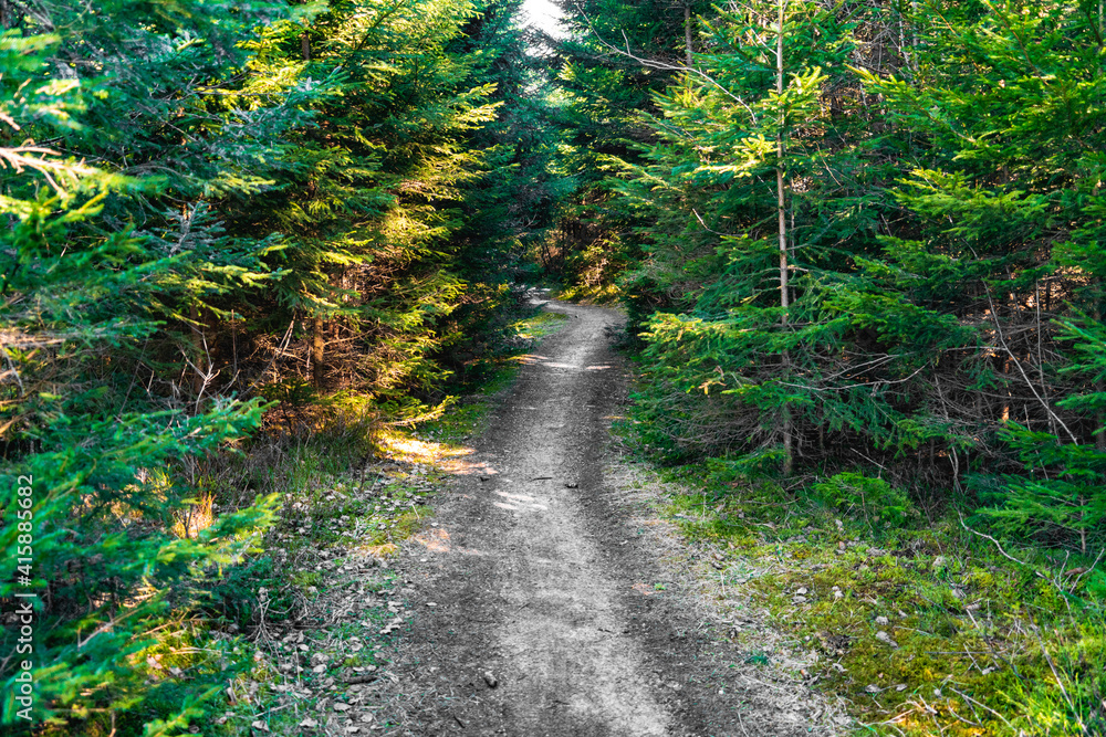 Fototapeta premium Waldweg