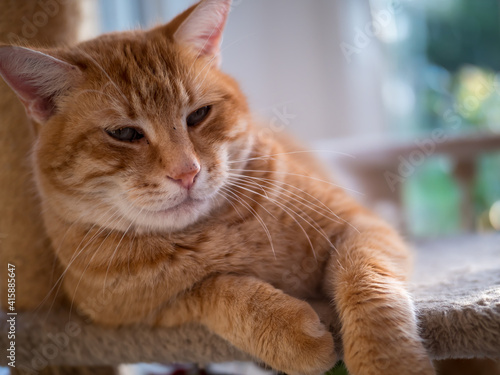 ginger cat resting on his home lounger, sleep relaxing