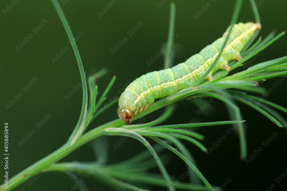 Moth larvae on wild plants, North China Moth larvae on wild plants, North China