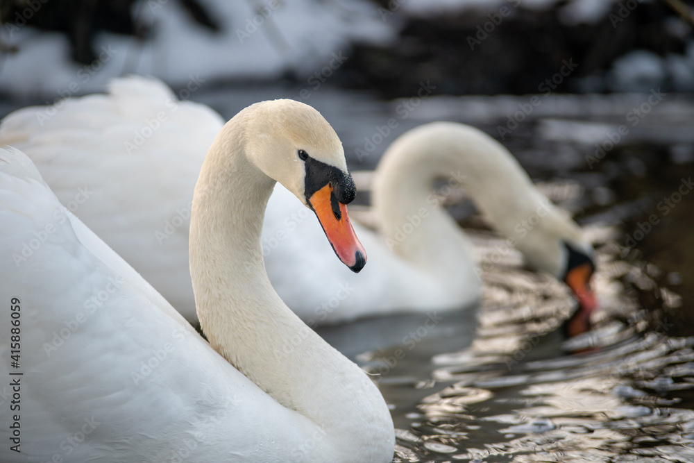 Fototapeta premium Mute Swans on the River. Birds in winter, snow and ice