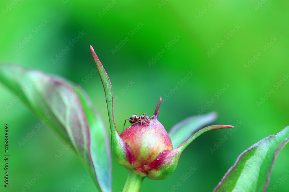 A brown ant crawls on a peony bud, North China A brown ant crawls on a peony bud, North China