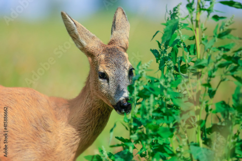 Fototapeta Naklejka Na Ścianę i Meble -  Roe deer, (capreolus capreolus) in a meadow in the spring nature. Wild animal, portrait