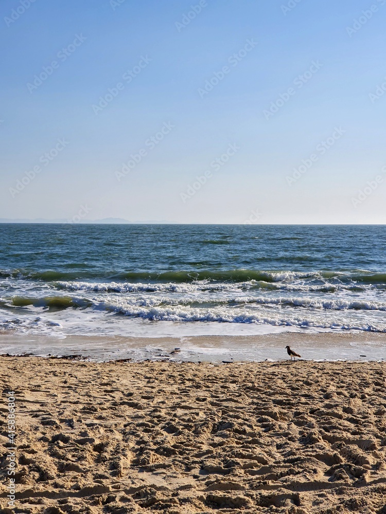 Beach and bird