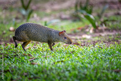 Agouti agoutis or Sereque rodent walking over grass in Pantanal, Brazil photo
