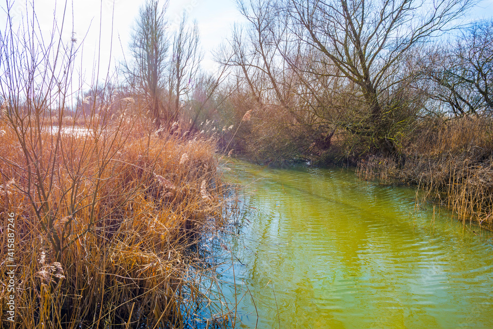 Fototapeta premium Reed along the edge of a lake in wetland under a bright blue cloudy sky in winter, Almere, Flevoland, The Netherlands, February 21, 2021