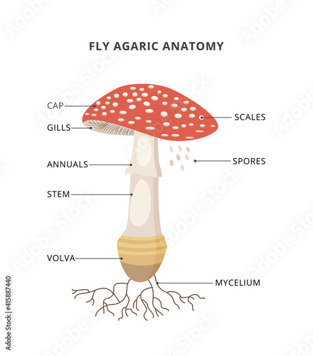 Amanita muscaria anatomy. Structure mushroom fly agaric with caption of parts. Bright toxic fungus with red spotted cap.