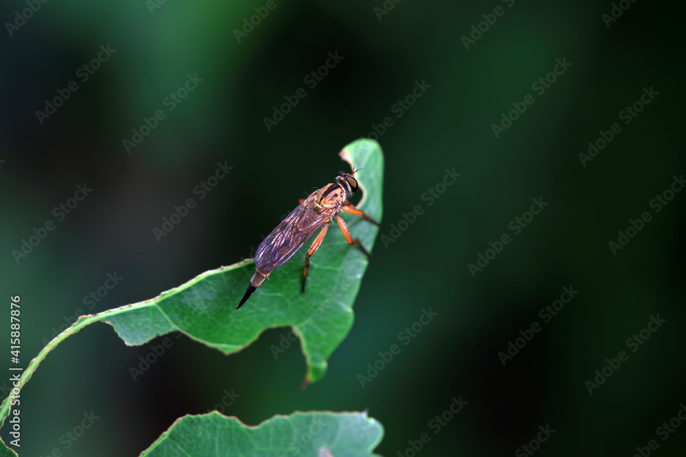 Tabanus insectivorus lives on wild plants in North China Tabanus insectivorus lives on wild plants in North China