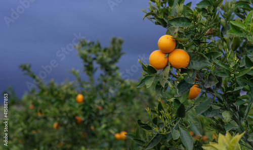 Tres naranjas en el árbol