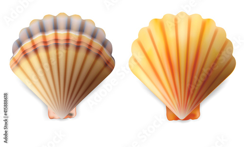 Realistic Detailed 3d Shell Set. Vector