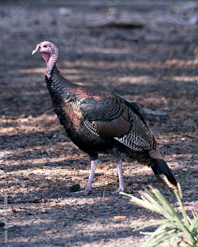Wild turkey stock photos. Close-up profile view with background displaying its  plumage, red, green, copper, bronze and gold feathers, featherless blue head in its habitat. Image. Picture. Portrait.