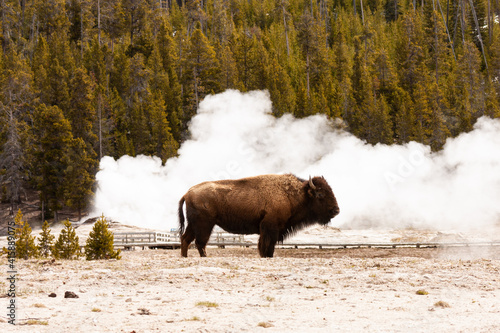 Bison by a Geyser Venting Steam in Yellowstone National Park, Wyoming, USA