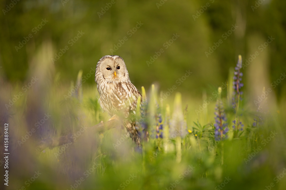 custom made wallpaper toronto digitalUral owl (Strix uralensis) siting on broken branch inside flowering meadow in summer morning