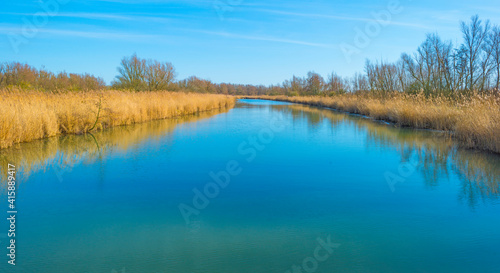 Reed along the edge of a lake in wetland under a bright blue cloudy sky in winter  Almere  Flevoland  The Netherlands  February 21  2021