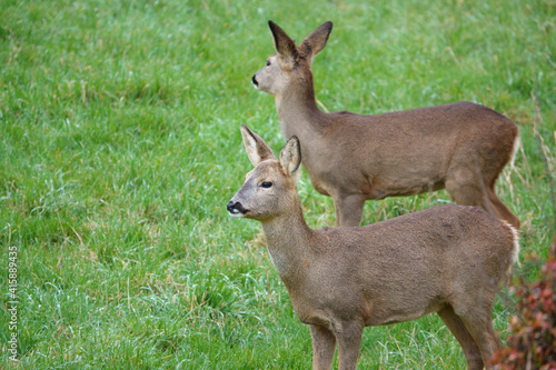 Fototapeta Naklejka Na Ścianę i Meble -  roe deer feeding in a field of green winter grass