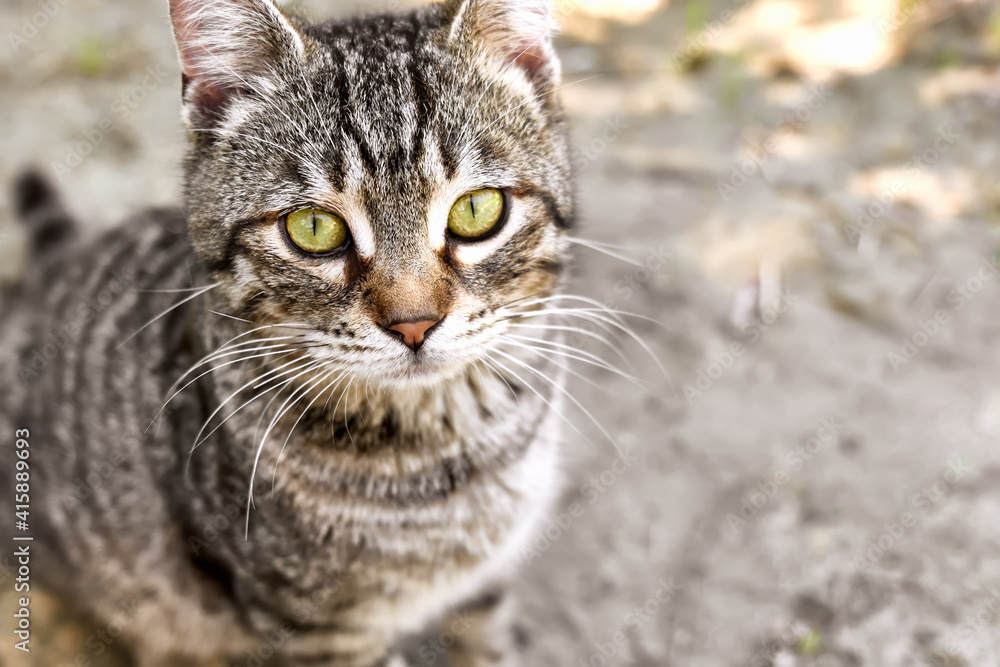 Close up portrait of young gray striped cat outdoors. Household pet, green eyes.