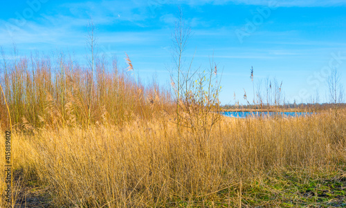 Reed along the edge of a lake in wetland under a bright blue cloudy sky in winter, Almere, Flevoland, The Netherlands, February 21, 2021