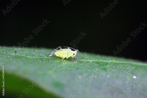 Aphids crawling on wild plants, North China