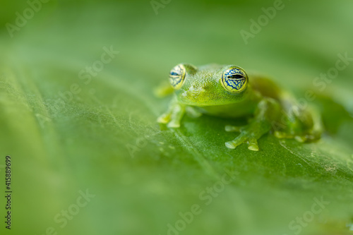 Ghost Glass Frog (Sachatamia ilex) or Limon Giant Glass Frog, fascinating eyes with black, white and blue lines, green skin, resting on a green leaf in the rainforest